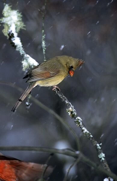Northern Cardinal - female