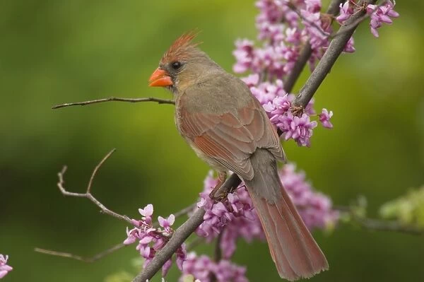 Northern Cardinal - Female, Great Lakes Region. Spring. North America _TPL6723