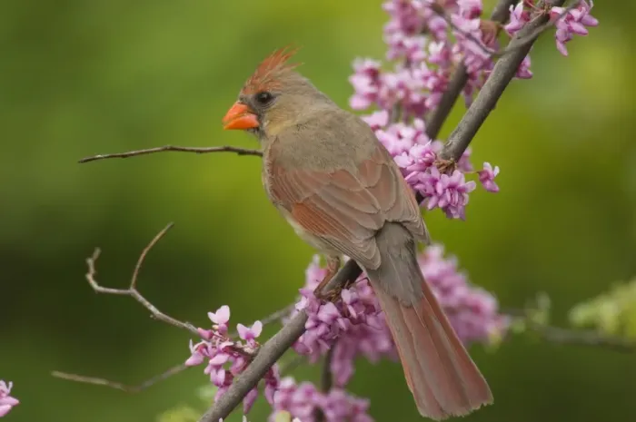 Framed Print : Northern Cardinal - Female, Great Lakes Region. Spring. North America _TPL6723 Framed Print : Northern Cardinal - Female, Great Lakes Region. Spring. North America _TPL6723