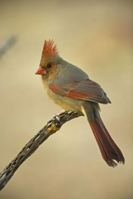 Framed Print : Northern Cardinal - Female, perched on ocotillo. Range is southern Quebec to Gulf states, southwest U. S. and Mexico to Belize. Arizona, USA Framed Print : Northern Cardinal - Female, perched on ocotillo. Range is southern Quebec to Gulf states, southwest U. S. and Mexico to Belize. Arizona, USA