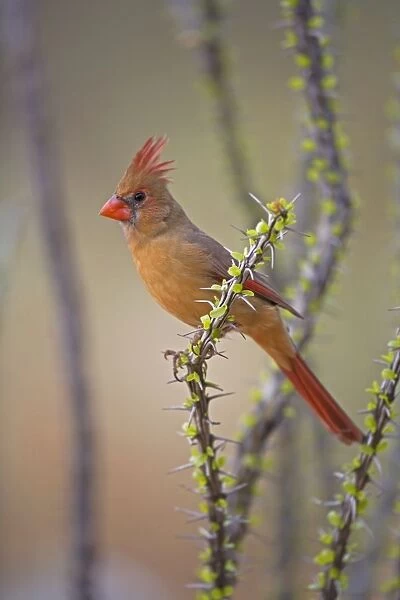Northern Cardinal - Female - Perched on ocotillo - Range is southern Quebec to Gulf states-southwest U. S. and Mexico to Belize - Habitat is woodland edges-thickets-suburban gardens and towns - Eats seeds-insects and small fruits Arizona
