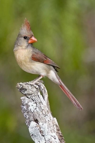 Northern Cardinal - female South Texas
