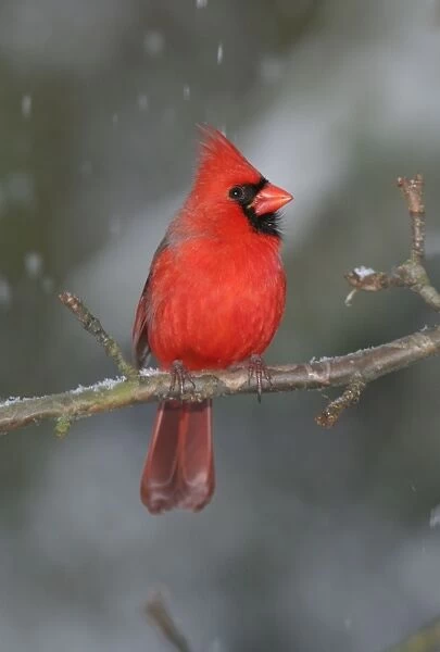 Northern Cardinal Hamden, CT, USA