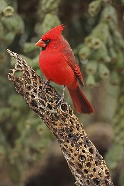 Northern Cardinal - male - Arizona - USA - Distribution: southern Quebec to Gulf states - southwest USA and Mexico to Belize