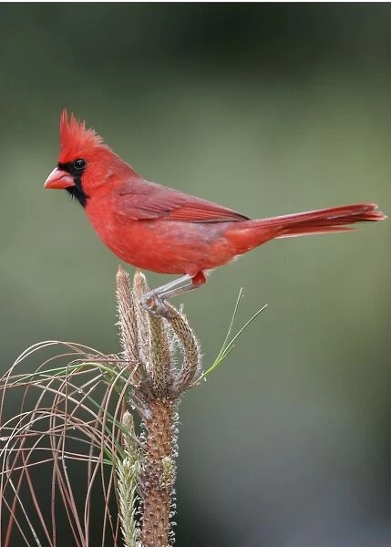 Northern Cardinal male, Cardinalis cardinalis