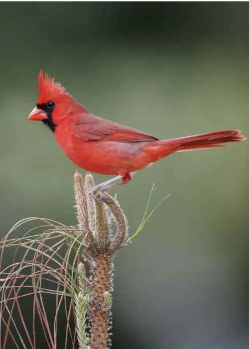 Framed Print : Northern Cardinal male, Cardinalis cardinalis Framed Print : Northern Cardinal male, Cardinalis cardinalis