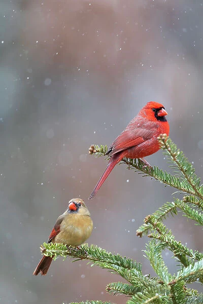 Northern cardinal male and female in fir tree in snow, Marion County, Illinois. Date: 15-01-2021