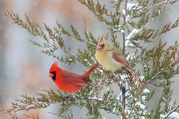 Northern cardinal male and female in red cedar tree in winter snow, Marion County, Illinois. Date: 27-01-2021
