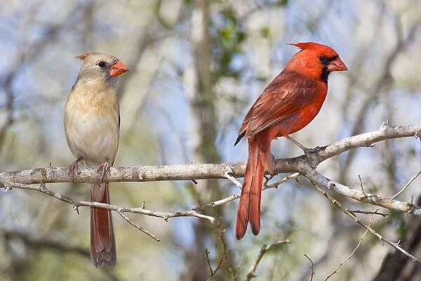Northern Cardinal - male and female South Texas