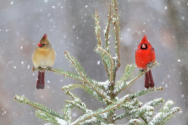 Northern cardinal male and female in spruce tree in winter snow, Marion County, Illinois. Date: 27-01-2021