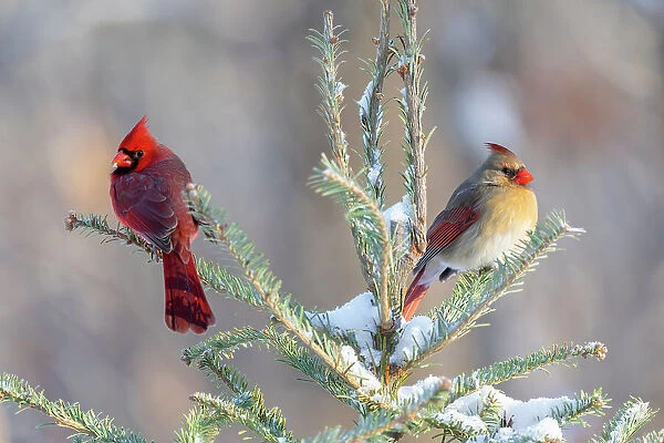 Northern cardinal male and female in spruce tree in winter snow, Marion County, Illinois. Date: 28-01-2021