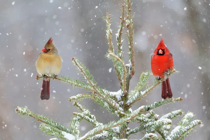 Framed Print : Northern cardinal male and female in spruce tree in winter snow, Marion County, Illinois. Date: 27-01-2021 Framed Print : Northern cardinal male and female in spruce tree in winter snow, Marion County, Illinois. Date: 27-01-2021