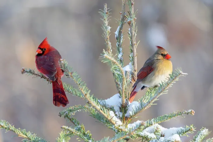 Framed Print : Northern cardinal male and female in spruce tree in winter snow, Marion County, Illinois. Date: 28-01-2021 Framed Print : Northern cardinal male and female in spruce tree in winter snow, Marion County, Illinois. Date: 28-01-2021