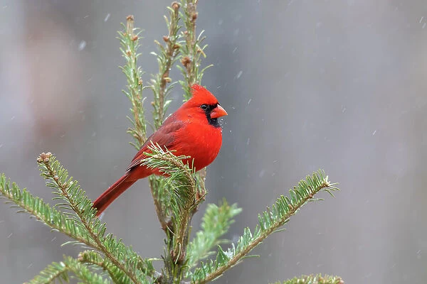 Northern cardinal male in fir tree in snow, Marion County, Illinois. Date: 15-01-2021