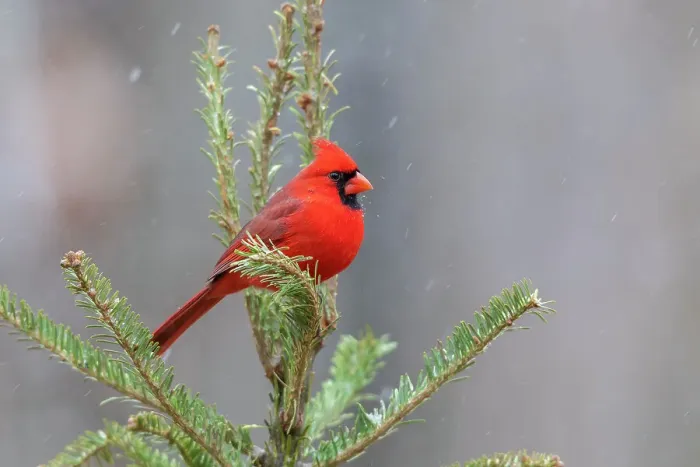Framed Print : Northern cardinal male in fir tree in snow, Marion County, Illinois. Date: 15-01-2021 Framed Print : Northern cardinal male in fir tree in snow, Marion County, Illinois. Date: 15-01-2021