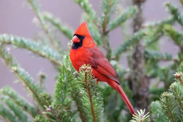 Framed Print : Northern cardinal male in fir tree in snow, Marion County, Illinois. Date: 15-01-2021 Framed Print : Northern cardinal male in fir tree in snow, Marion County, Illinois. Date: 15-01-2021