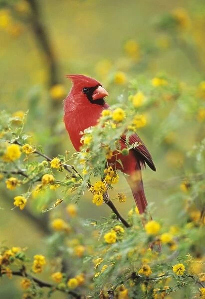 Northern Cardinal Male in huisache tree, March. Texas, USA