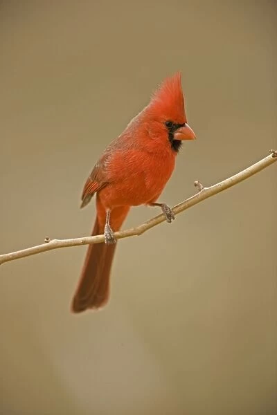 Northern Cardinal - Male - Perched on ocotilla - Range is southern Quebec to Gulf states-southwest U. S. and Mexico to Belize - Habitat is woodland edges-thickets-suburban gardens and towns - Eats seeds-insects and small fruits Arizona, USA