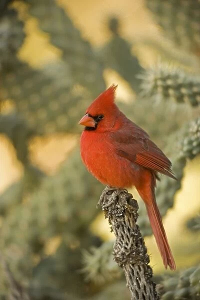 Northern Cardinal - Male, Perched on ocotilla. Range is southern Quebec to Gulf states, southwest USA and Mexico to Belize. Arizona, USA