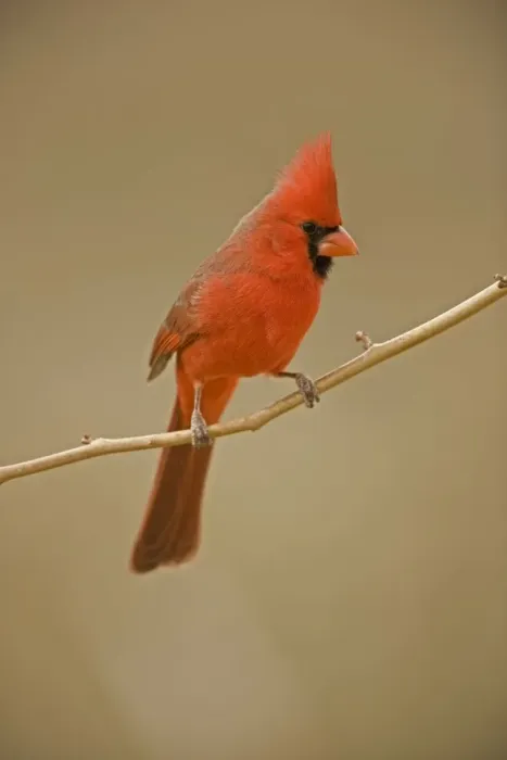 Framed Print : Northern Cardinal - Male - Perched on ocotilla - Range is southern Quebec to Gulf states-southwest U. S. and Mexico to Belize - Habitat is woodland edges-thickets-suburban gardens and towns - Eats seeds-insects and small fruits Arizona, USA Framed Print : Northern Cardinal - Male - Perched on ocotilla - Range is southern Quebec to Gulf states-southwest U. S. and Mexico to Belize - Habitat is woodland edges-thickets-suburban gardens and towns - Eats seeds-insects and small fruits Arizona, USA