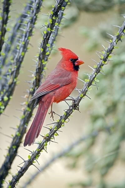 Northern Cardinal - Male - Range is southern Quebec to Gulf states-southwest U. S. and Mexico to Belize - Habitat is woodland edges-thickets-suburban gardens and towns - Eats seeds-insects and small fruits Arizona USA
