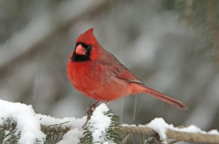 Framed Print : Northern Cardinal - male in the snow. Dec in CT - USA Framed Print : Northern Cardinal - male in the snow. Dec in CT - USA