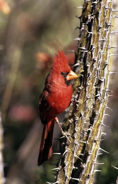 Northern Cardinal - male - Sonoran desert arizona - USA