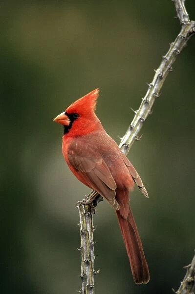 Northern Cardinal - male - Sonoran desert arizona - USA