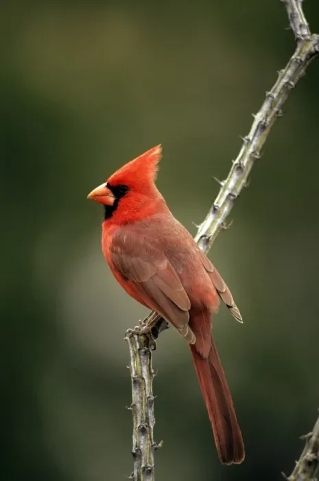 Framed Print : Northern Cardinal - male - Sonoran desert arizona - USA Framed Print : Northern Cardinal - male - Sonoran desert arizona - USA
