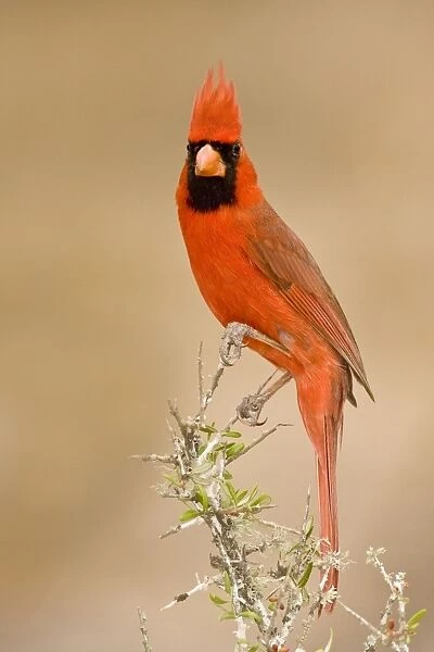 Northern Cardinal - male South Texas