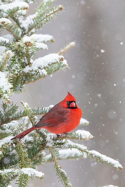 Northern cardinal male in spruce tree in winter snow, Marion County, Illinois. Date: 27-01-2021