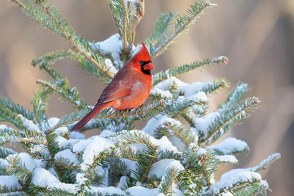 Northern cardinal male in spruce tree in winter snow, Marion County, Illinois. Date: 28-01-2021