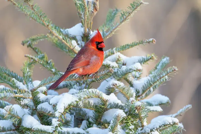Framed Print : Northern cardinal male in spruce tree in winter snow, Marion County, Illinois. Date: 28-01-2021 Framed Print : Northern cardinal male in spruce tree in winter snow, Marion County, Illinois. Date: 28-01-2021