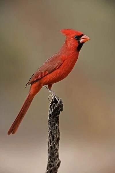 Northern Cardinal - Perched on cactus - Arizona, USA - Male - Range is southern Quebec to Gulf states-southwest U. S. and Mexico to Belize - Habitat is woodland edges-thickets-suburban gardens and towns - Eats seeds-insects and small fruits