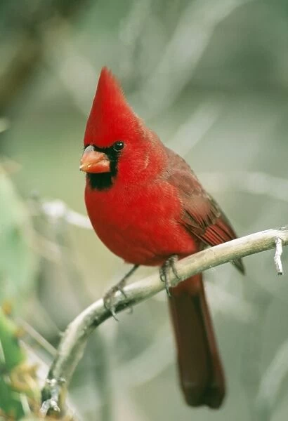 Northern Cardinal - Sonoran Desert, Arizona, USA
