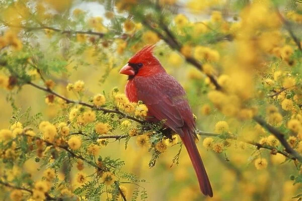 Northern Cardinal TOM 474 Male in Huisache tree, spring, Texas, USA. Cardinalis cardinalis © Tom & Pat Leeson  /  ardea. com