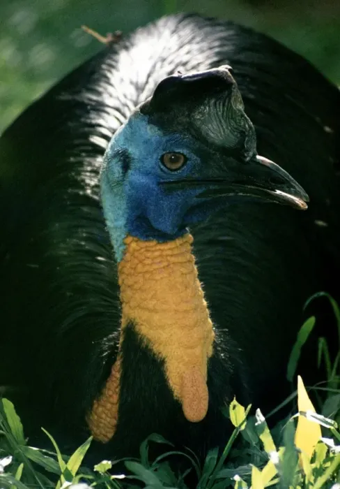 Framed Print : Northern Cassowary - Papua New Guinea Framed Print : Northern Cassowary - Papua New Guinea