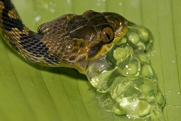 Northern cat-eyed snake - eating frog eggs - found from southern Texas to Peru - Tropical rainforest - Costa Rica