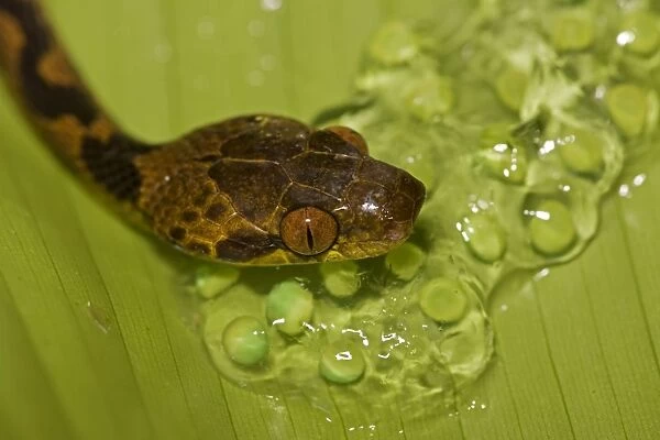 Northern Cat-eyed Snake - eating frog eggs - Costa Rica - found from southern Texas to Peru
