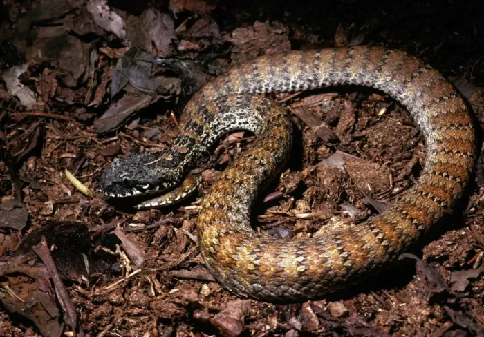 Framed Print : Northern death adder - wags its tail imitating grub or worm to lure prey Framed Print : Northern death adder - wags its tail imitating grub or worm to lure prey