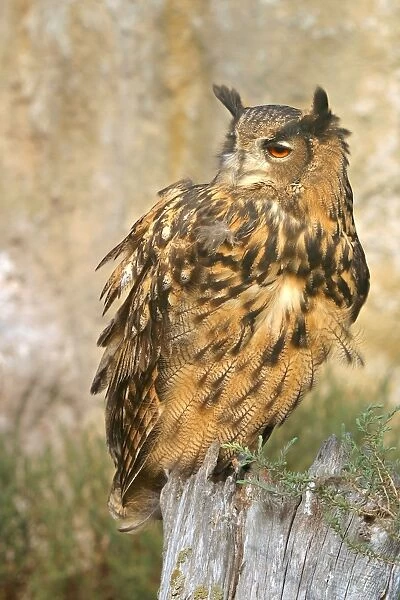 Northern Eagle Owl - captive. Pont de Gau Bird Park - Camargue - Provence - France