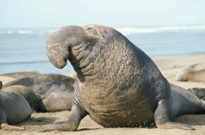 Framed Print : Northern Elephant Seal Framed Print : Northern Elephant Seal