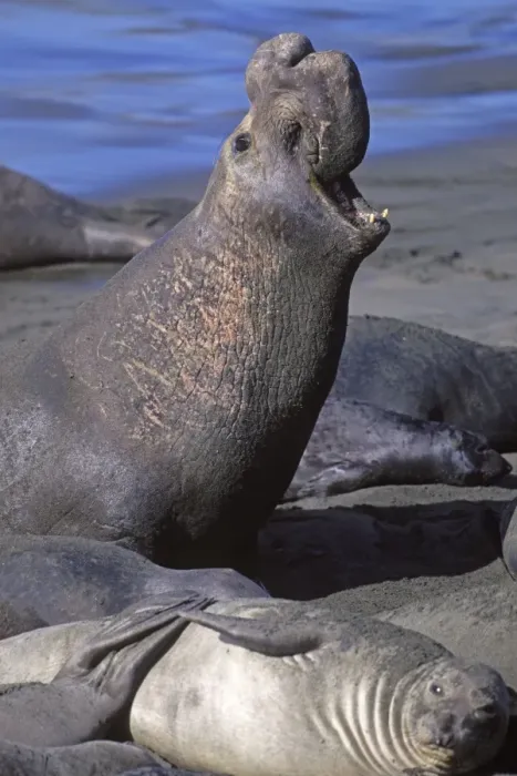Framed Print : Northern Elephant Seal - adult male on the beach - Piedras Blancas colony - California coast - North America - Pacific Ocean Framed Print : Northern Elephant Seal - adult male on the beach - Piedras Blancas colony - California coast - North America - Pacific Ocean