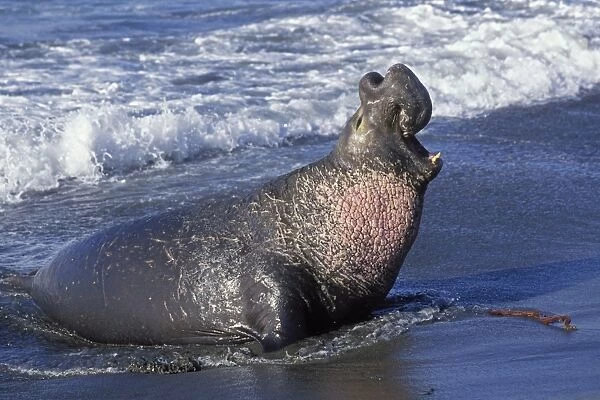 Northern Elephant Seal - adult male bellowing on the beach - Piedras Blancas colony - California coast - North America - Pacific Ocean