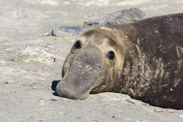 Northern Elephant Seal - bull - San Benito Island - Baja California - Mexico