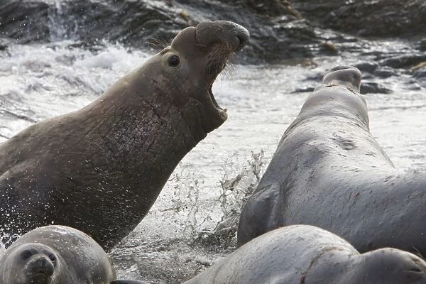 Northern Elephant Seal - Bulls fighting - Isla San Benito, Baja California, Mexico