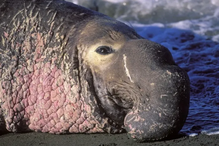 Framed Print : Northern Elephant Seal - close-up of an adult male - Piedras Blancas colony - California coast - North America - Pacific Ocean Framed Print : Northern Elephant Seal - close-up of an adult male - Piedras Blancas colony - California coast - North America - Pacific Ocean