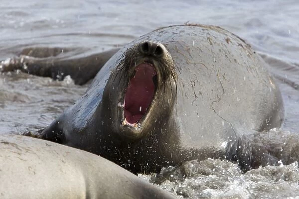 Northern Elephant Seal - female calling for her pup - Isla San Benito, Baja California, Mexico