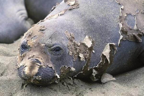 Northern Elephant Seal - female molting - Piedras Blancas colony - California coast - North America - Pacific Ocean