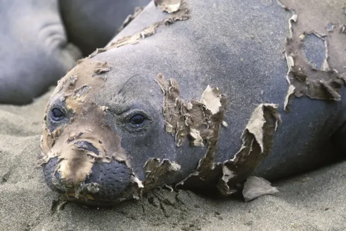 Framed Print : Northern Elephant Seal - female molting - Piedras Blancas colony - California coast - North America - Pacific Ocean Framed Print : Northern Elephant Seal - female molting - Piedras Blancas colony - California coast - North America - Pacific Ocean